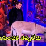 Bigg Boss 18: ‘బిగ్ బాస్’ నుండి గాడిద ఎలిమినేట్.. మొత్తానికి వారి పంతం నెగ్గిందిగా!