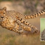 Cheetahs – Big Cats: చిరుత లాగే అడవి పిల్లి ప్రమాదకరమా? రెండింటికి తేడా ఏంటి?