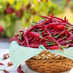 Mirchi: మిరపకాయలకు ఆ పేరు ఎలా వచ్చిందో తెలుసా..? అందుకు మిరియాలే కారణమంటా..