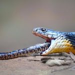 Snake Species: ఈ పాములు తోటి పాములనే తింటాయి, ఎందుకో తెలుసా?