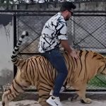 Viral video: పులిపై సవారి.. ఏదో చేద్దాం అనుకున్నాడు, చివరికి..