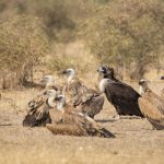 Vultures: రాబందులు చనిపోతే.. మనిషి పరిస్థితి అంతే!