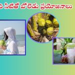 Coconut Water: కొబ్బరి నీరు తాగుతున్నారా ? ముందుగా ఈ విషయాలు తెలుసుకోండి