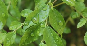 Curry Leaves: కరివేపాకు గురించిన 5 ఆశ్చర్యకర విషయాలు