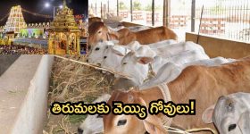 Tirumala: తిరుమలకు వెయ్యి గోవులు ఇస్తా..ప్రభుత్వం సిద్ధమైనా?