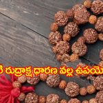Six face rudraksha : సకల బాధలను దూరం చేసే షణ్ముఖి రుద్రాక్ష ధారణ ఎవరు చేయాలి..?