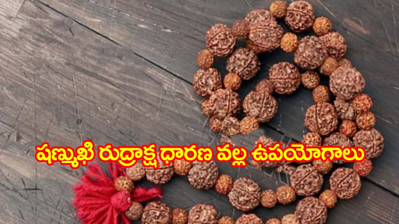 Six face rudraksha : సకల బాధలను దూరం చేసే షణ్ముఖి రుద్రాక్ష ధారణ ఎవరు చేయాలి..?