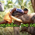 Elephant Attacks: ఆలయంలో ఏనుగు దాడి.. ఇద్దరి మృతి.. ఆహారం ముట్టని ఏనుగు.. కారణం అదేనా?