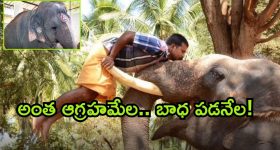 Elephant Attacks: ఆలయంలో ఏనుగు దాడి.. ఇద్దరి మృతి.. ఆహారం ముట్టని ఏనుగు.. కారణం అదేనా?