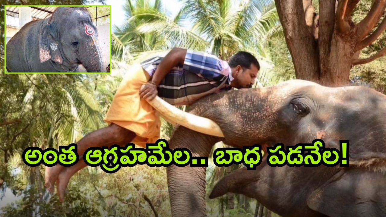 Elephant Attacks: ఆలయంలో ఏనుగు దాడి.. ఇద్దరి మృతి.. ఆహారం ముట్టని ఏనుగు.. కారణం అదేనా?