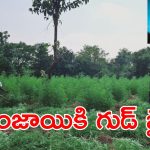 AP Police on Ganja : డ్రోన్లు వస్తాయి.. గంజాయి పట్టిస్తాయి.. వాహ్వా ఏం ఐడియా సార్..