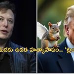 Peanut Squirrel: ఇన్‌స్టాగ్రామ్‌లో లక్షల ఫాలోవర్స్ ఉన్న ఉడత.. అమెరికాలో కమలా హ్యారిస్‌కు డేంజర్