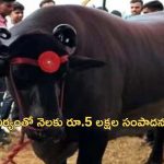 Haryana Costly Buffalo: 1500 కేజీల బర్రె.. రోజూ డ్రై ఫ్రూట్స్, 20 గుడ్లు, 30 అరటి పండ్లు ఆహారం.. ధర రూ.23 కోట్లు