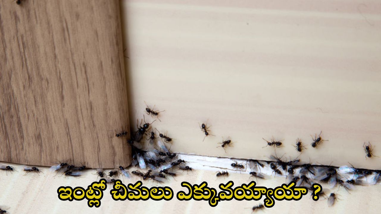 Natural Ant Remedies: ఇంట్లో చీమలు ఎక్కువయ్యాయా ? ఇలా చేస్తే.. ఒక్క చీమ కూడా ఉండదు తెలుసా