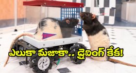 Rats Mini Car Driving: ఓ మై గాడ్.. ఎలుకలు కూడా డ్రైవింగ్ చేస్తాయా? ప్రయోగంలో అవి ఏం చేశాయంటే.?