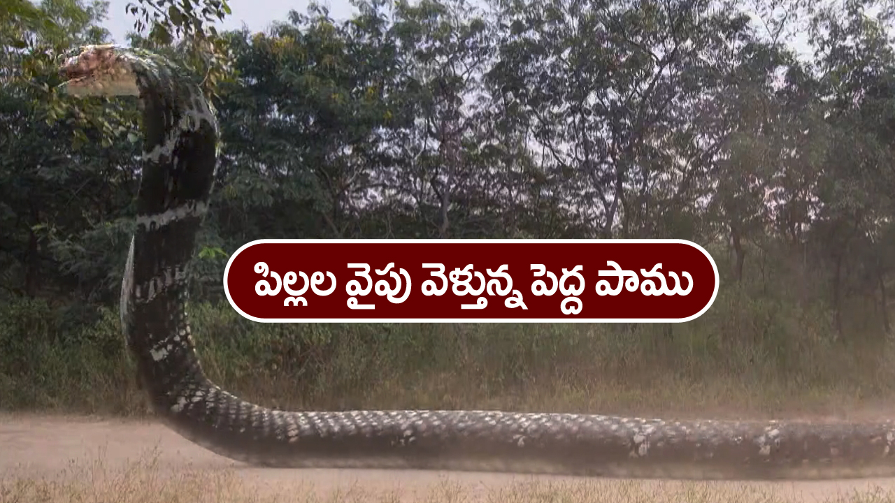 Nindu Noorella Saavasam Serial Today December 10th: ‘నిండు నూరేళ్ల సావాసం’ సీరియల్‌:  ఫారెస్ట్ లోకి ఒంటరిగా వెళ్లిన అమర్‌ – పామును చూసి భయపడ్డ ఆకాష్‌