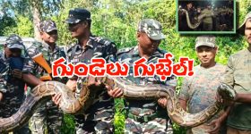 Viral Video: లేడీస్ హాస్టల్‌లో అనకొండ.. 17 అడుగుల పొడవు, 100 కిలోల బరువు, వీడియో వైరల్!