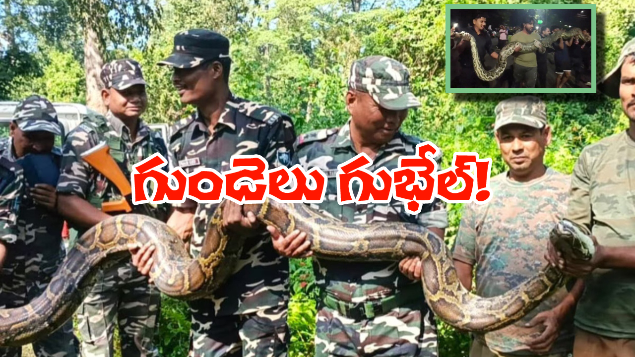 Viral Video: లేడీస్ హాస్టల్‌లో అనకొండ.. 17 అడుగుల పొడవు, 100 కిలోల బరువు, వీడియో వైరల్!