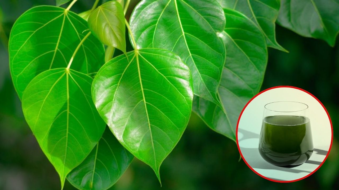 Peepal Leaves: రావి ఆకుల నీరు తాగితే.. మతిపోయే లాభాలు!