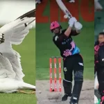 Big Bash league: లైవ్‌ మ్యాచ్‌లో ఘోరం.. బంతి తగిలి పక్షి గిలగిలా కొట్టుకొని !