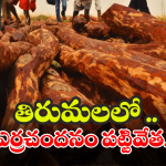 TTD Vigilance: పోలీసులకు ఎదురుగా వెళ్లిన పుష్ప.. దడ పుట్టించిన టీటీడీ విజిలెన్స్