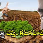 CM Chandrababu: ఏపీలో ఇక వారికి చుక్కలే.. రంగంలోకి సీఎం చంద్రబాబు..