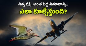 South Korea Aeroplane Accident : పక్షులు విమానాన్ని కూల్చేస్తాయా? అదెలా సాధ్యం.. ఈ సమస్యకు పరిష్కారం ఏమిటీ?