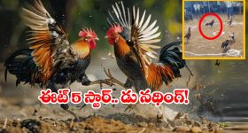 Viral Video: కాలు కదపకుండా 5 పందాలు గెలిచిన కోడిపుంజు.. ఫైవ్ స్టార్ యాడ్ గానీ చూసిందేంటీ మామా?