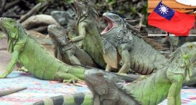 Taiwan Iguana : ఆ దేశంలో ఊసరవెల్లుల బెడద.. లక్షకు పైగా జీవులను చంపేయాలని ప్రభుత్వ నిర్ణయం