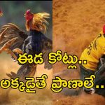 Jallikattu: ఈడ పందెం కట్టు.. ఆడ జల్లికట్టు.. ప్రాణాలను కూడా లెక్కచేయరు..!