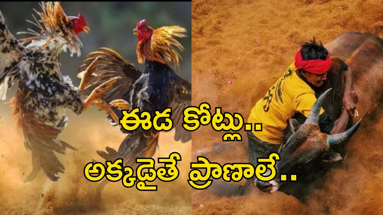 Jallikattu: ఈడ పందెం కట్టు.. ఆడ జల్లికట్టు.. ప్రాణాలను కూడా లెక్కచేయరు..!