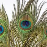 Peacock Feathers: మీ పడక గదిలో నెమలి పింఛాలు పెట్టుకుని చూడండి, మీ జీవితంలో ఎన్నో మార్పులు వస్తాయి