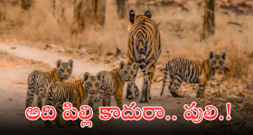 Viral Video : పిల్లల పులిని చుట్టుముట్టిన టూరిస్ట్ వాహనాలు.. హైకోర్టు సీరియస్.. కేసుల నమోదుకు ఆదేశం..