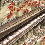Impact on Eggs: బర్డ్ ఫ్లూ కల్లోలం.. మరి గుడ్డు తినొచ్చా? నిపుణులు ఏమంటున్నారు?