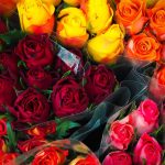 Valentine’s Week 2025: ఒక్కో రంగు గులాబీ వెనుక ఒక్కో అర్థం, వాలంటైన్స్ డే వీక్ లో ఏ గులాబీ ఎవరికి ఇవ్వాలంటే?