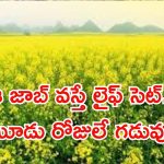 NAFED Recruitment: ఈ ఉద్యోగం వస్తే లైఫ్ సెట్ భయ్యా.. నెలకు రూ.1,50,000 జీతం.. ఇంకా మూడు రోజులే..!