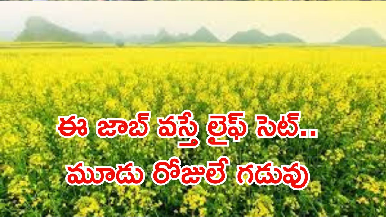 NAFED Recruitment: ఈ ఉద్యోగం వస్తే లైఫ్ సెట్ భయ్యా.. నెలకు రూ.1,50,000 జీతం.. ఇంకా మూడు రోజులే..!