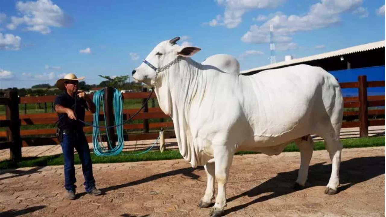 Ongole Bull : ఒంగోలు జాతి ఆవు – బ్రెజిల్ వేలంలో రూ. 41 కోట్లు