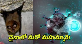 New Bat Coronavirus: చైనాలో మరో కరోనా వైరస్.. మళ్లీ చావులేనా?