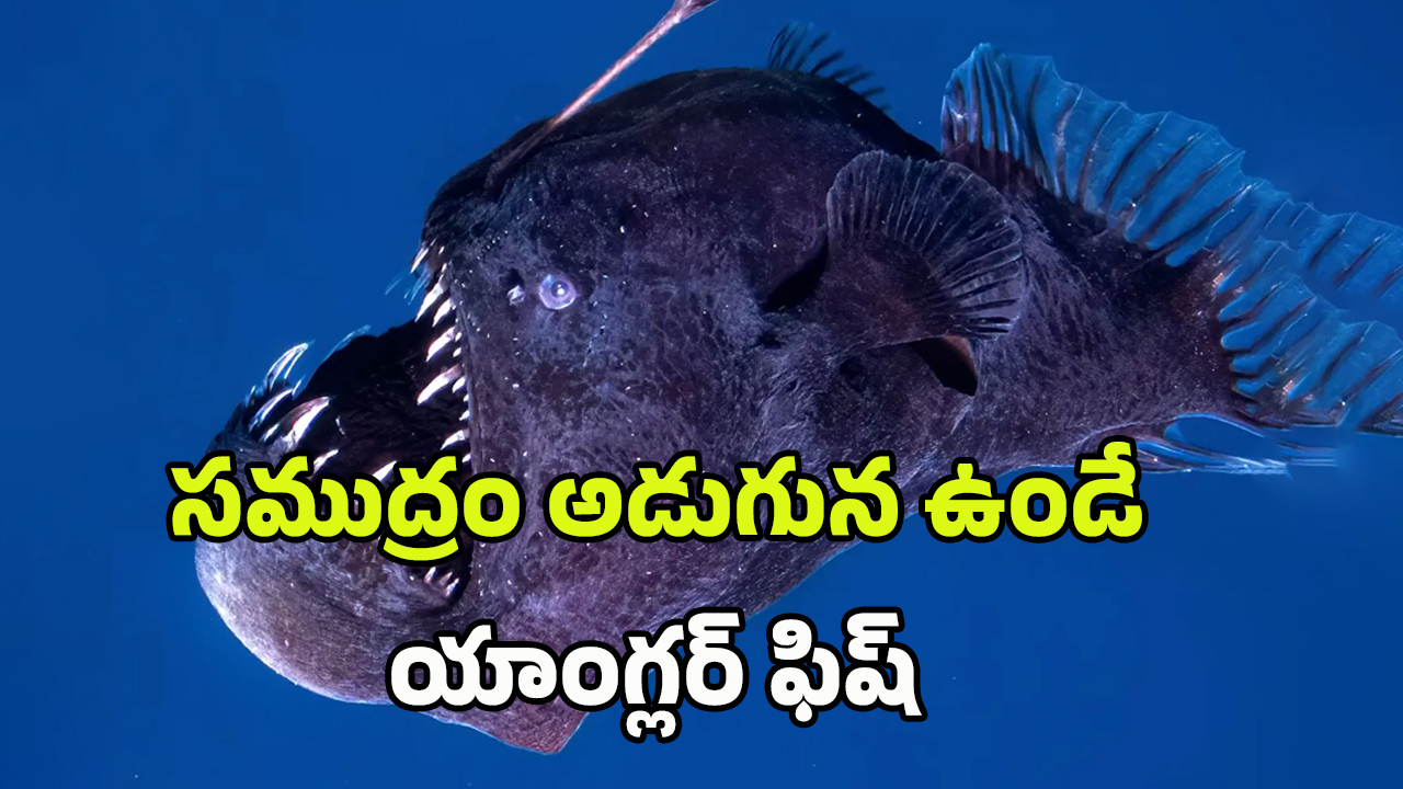 Anglerfish: సముద్రం అడుగున ఉండే యాంగ్లర్ ఫిష్.. పైకి రావడం దేనికి సంకేతం.. యుగాంతం నిజమేనా?