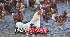 Indian Railways Evolution: ఆవిరి రైలు ఇంజిన్ల నుంచి అత్యాధునిక వందేభారత్ వరకు.. భారతీయ రైల్వే కళ్లు చెదిరే అభివృద్ధి!