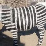 Donkeys as zebras: గాడిదకు రంగులు వేసి జీబ్రా అని ప్రచారం.. తీరా సీన్ కట్ చేస్తే..?