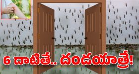 Mosquitos In Hyderabad: మణికొండలో దోమల దండు.. ఆ దేవుడే కాపాడాలట..