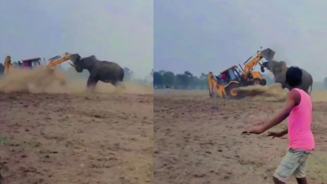 Elephant vs Jcb : జేసీబీ‌ని ఒక్క దెబ్బకు ఎత్తిపడేసిన ఏనుగు – వీడియో చూస్తే ఒళ్లు గగుర్పొడుస్తుంది