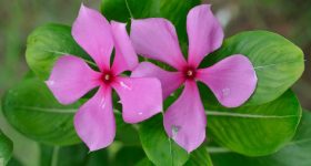 Sadabahar Flowers: దీన్ని పిచ్చి మొక్క అనుకుంటున్నారా? దీని పువ్వులు చేసే మ్యాజిక్ ఇదే!