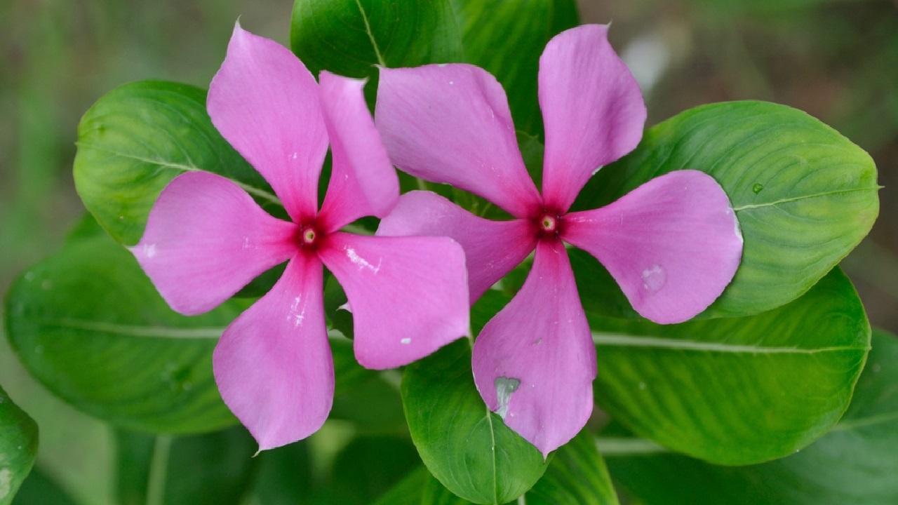 Sadabahar Flowers: దీన్ని పిచ్చి మొక్క అనుకుంటున్నారా? దీని పువ్వులు చేసే మ్యాజిక్ ఇదే!