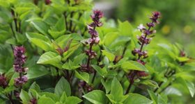 Basil Leaves: తులసి ఆకులు తింటే.. ఈ ఆరోగ్య సమస్యలు అస్సలు రావు