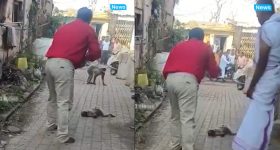 Viral Video: మరెక్కడా చూసి ఉండరు బ్రో.. మంత్రంతో  కొండముచ్చును బతికించాడు!