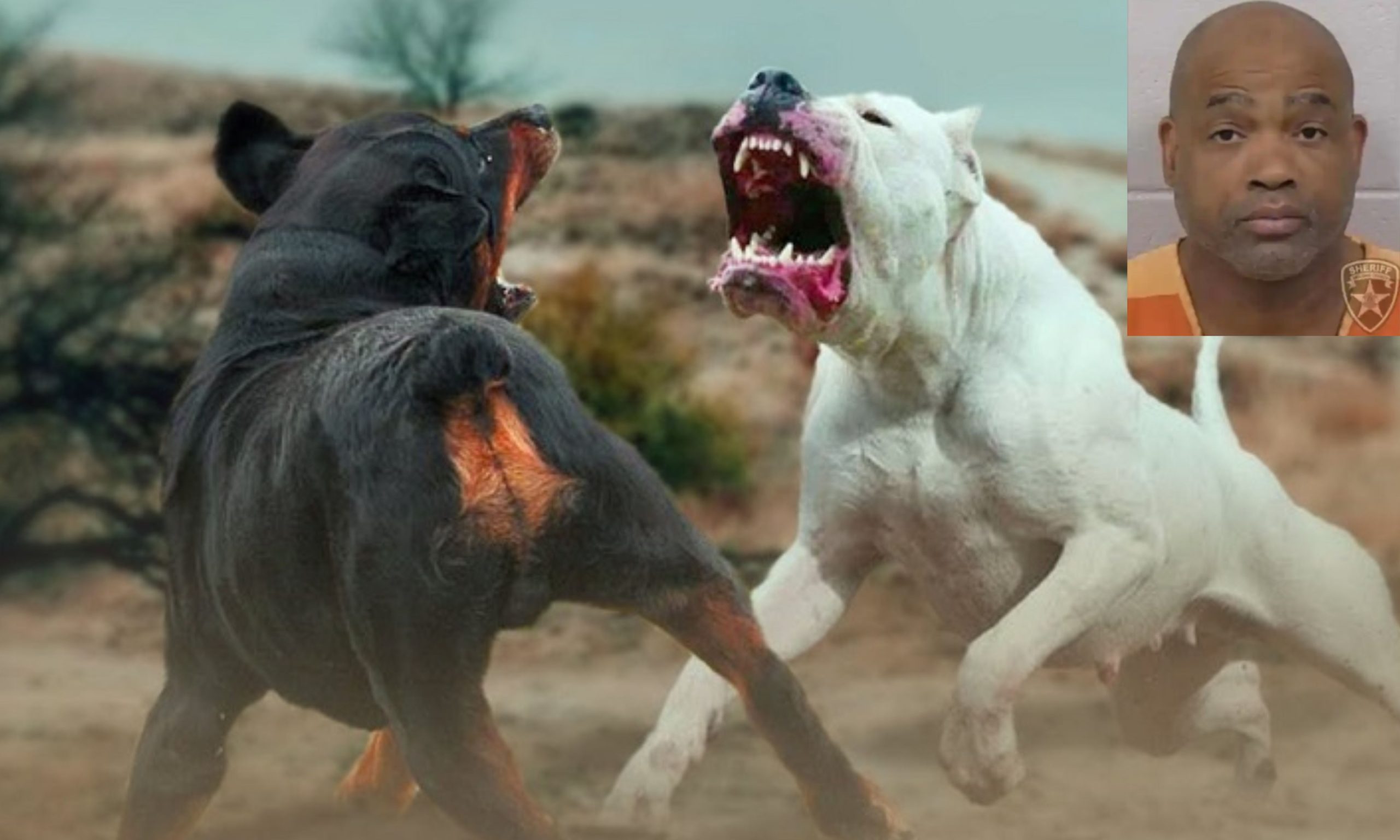 Dog Fight Jail Term: కుక్కలతో ఆ పని చేసినందుకు దోషికి 475 ఏళ్ల జైలు.. ఎంత క్రూరంగా చేసేవాడంటే
