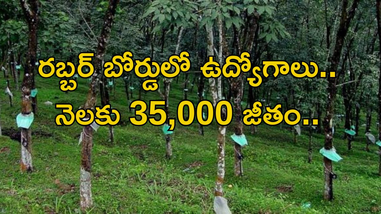 Field Officer Jobs: రబ్బర్ బోర్డులో ఫీల్డ్ ఆఫీసర్ ఉద్యోగాలు.. డిగ్రీ పాసైతే చాలు.. నెలకు రూ.35వేల వరకు జీతం.. పూర్తి వివరాలివే..